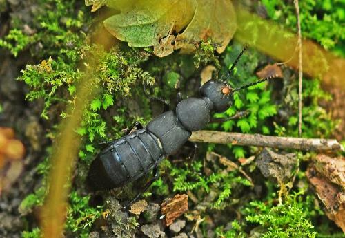 Ocypus olens